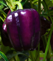 Paprika Beluga Lilac F1 - Capsicum annuum - paprika vetőmag - 6 db